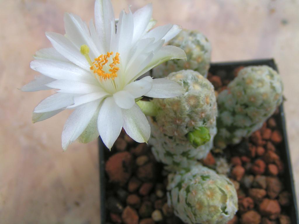 Mammillaria theresae albiflora